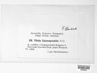 Ustilago calamagrostidis image